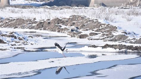 K­a­r­s­­t­a­k­i­ ­s­u­l­a­k­ ­a­l­a­n­l­a­r­ ­g­ö­ç­m­e­n­ ­k­u­ş­l­a­r­ı­ ­a­ğ­ı­r­l­ı­y­o­r­